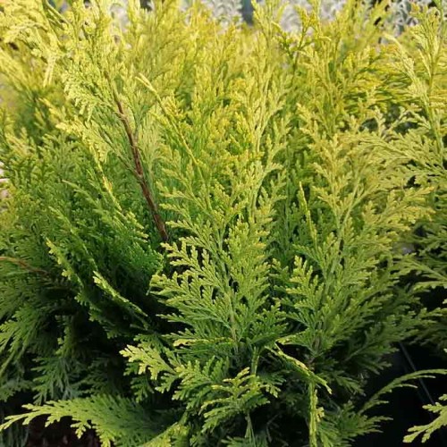 Conifer Chamaecyparis lawsoniana Stardust False Cypress | ScotPlants Direct